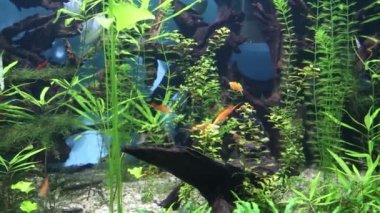 Deniz tabanında deniz yosunlarının arka planında yüzen balıklar olan panorama. Ekoloji, deniz yaşamı, balıklar.