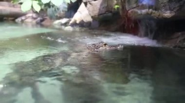 Bir timsah kayanın kumlu zemininin arka planına karşı suyun yüzeyinde yatar. Deniz yaşamı, balık..