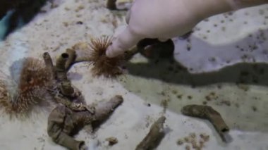 Bir çocuğun eli kumlu zeminin arka planındaki deniz solucanı protulasına dokunur. Deniz yaşamı, balık..