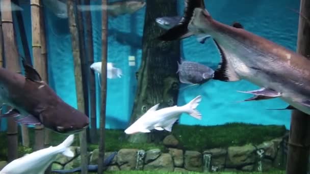 Pangasius Vissen Zwemmen Zandbodem Tegen Achtergrond Van Rotsen Van Bamboe — Stockvideo