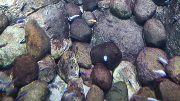 Vista Del Fondo Marino Con Peces Nadadores Sobre Fondo Piedras — Vídeos de Stock