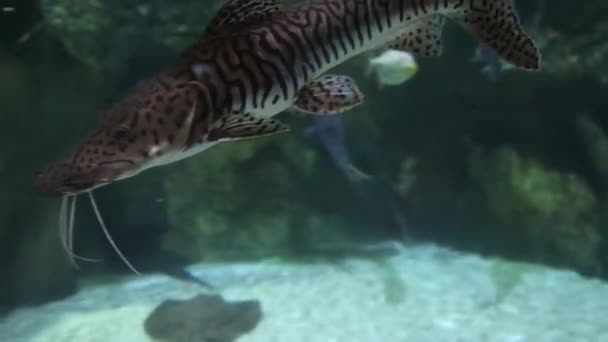 Giraffenwels Schwimmt Vor Dem Hintergrund Von Algensteinen Großaufnahme Meereslebewesen Fische — Stockvideo