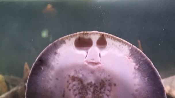 Akvaryumun Kumlu Zemininde Solungaçlar Solungaçlar Alttaki Manzara Potamotrygon Leopoldi Deniz — Stok video