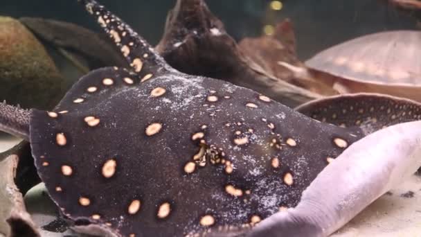 水族館の水泳の砂の底にあるStingray Leopoldi Potamotrygon Leopoldi 海洋生物 — ストック動画