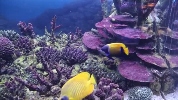 Panorama Fundo Mar Aquário Peixes Tropicais Decorativos Corais Vida Marinha — Vídeo de Stock