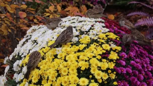 Vreugdevolle Mussen Pikken Eten Heldere Chrysanten Bloemen Van Gele Witte — Stockvideo