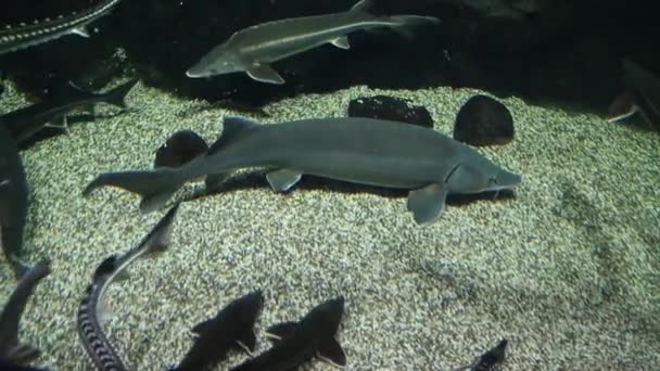 Esturión Peces Agua Dulce Esturión Sevryuga Nadan Fondo Arenoso Del — Vídeo de stock