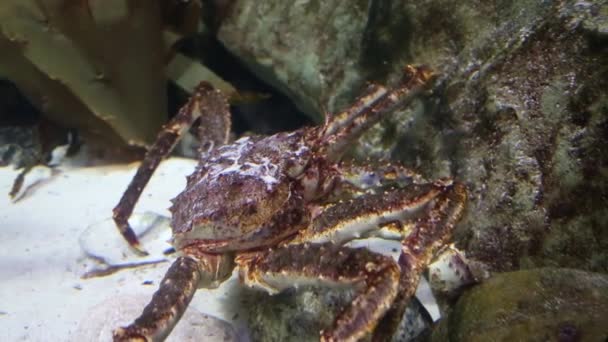 Kamchatka Crab Moves Sandy Bottom Background Stones Sandstone Marine Life — Stock Video