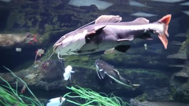 Zoetwatervissen Meervallen Zwemmen Zandbodem Tegen Achtergrond Van Rotsen Algen Close — Stockvideo