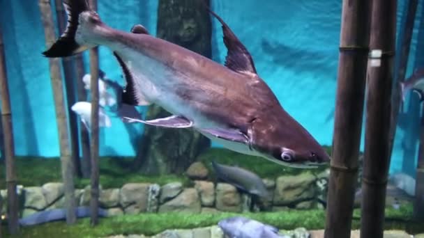 パンガシウスの魚は 竹の藻類 クローズアップの背景に岩の底で泳ぐ 海の生物魚 — ストック動画