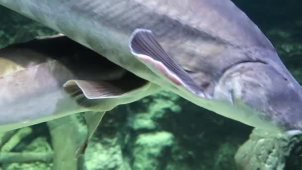 Sterlet Fisch Schwimmt Auf Dem Boden Vor Dem Hintergrund Von — Stockvideo