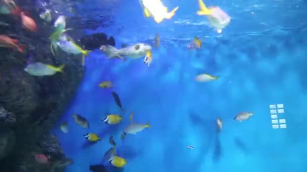海洋水族館でエキゾチックな魚を給餌する 海の生物魚 — ストック動画