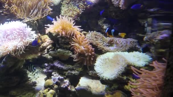 Panorama Sea Floor Coral Reef Floating Exotic Fish Marine Life — Stock Video