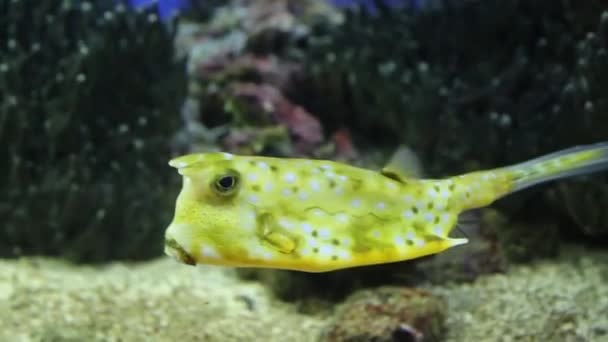 Gehörnter Fisch Kuhfisch Langhorn Schwimmt Hintergrund Des Meeresbodens Meereslebewesen Fische — Stockvideo