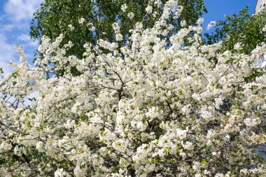 Açık güneşli bir günde, baharda çiçek açan kiraz ağacının görüntüsü, tasarım çizimleri için kullanım koşulları doku arka planı.    