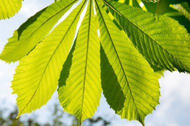Kestane yaprakları güneş ışığında ve tasarım illüstrasyonları, doku arka planları için kullanım koşulları