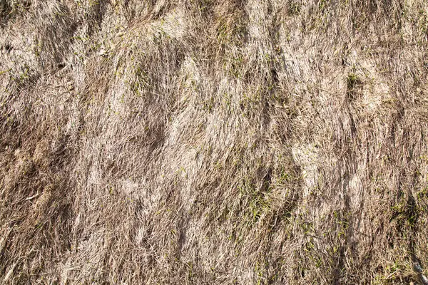 Tło Suchej Trawy Stoku Wczesną Wiosną Tła Tekstury — Zdjęcie stockowe