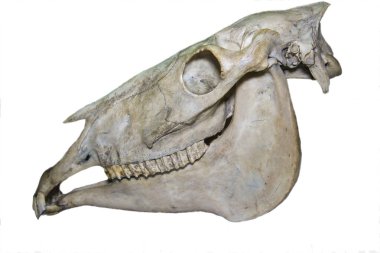 Atın kafatası (lat. Equus caballus) Beyaz bir arka planda izole edilmiş, fauna, memeliler, artiodactyl.