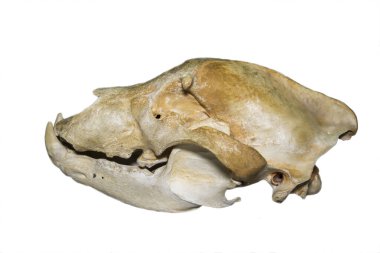 Kutup ayısının kafatası (lat. Ursus Maritimus) Beyaz bir arka planda izole edilmiş, fauna, memeliler, yırtıcılar.