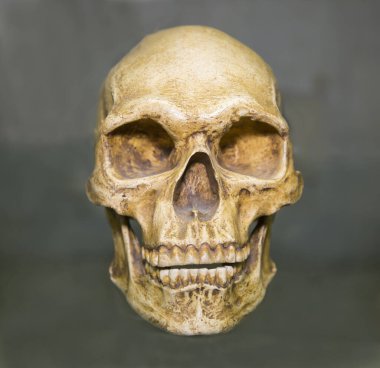 Bir Avustralyalının kafatası (Homo sapiens) gri arka planda beyaz ve sarıdır, bir kukladır. Kemik bilimi, anatomi, insan bilimi..