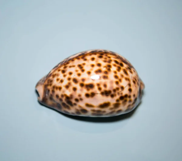软体动物的美丽外壳 金丝雀 亮棕色的蓝色 海洋生物 软体动物 — 图库照片