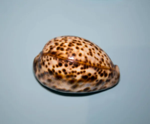 软体动物的美丽外壳 金丝雀 亮棕色的蓝色 海洋生物 软体动物 — 图库照片