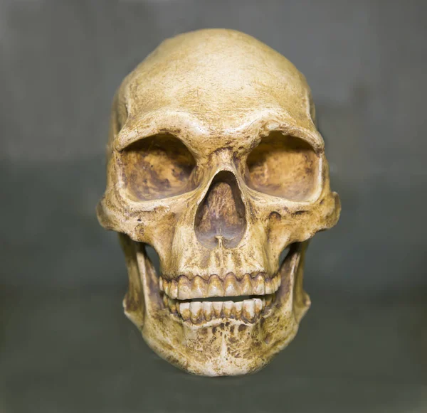 Egy Ausztrál Homo Sapiens Koponyája Fehér Sárga Szürke Alapon Egy — Stock Fotó