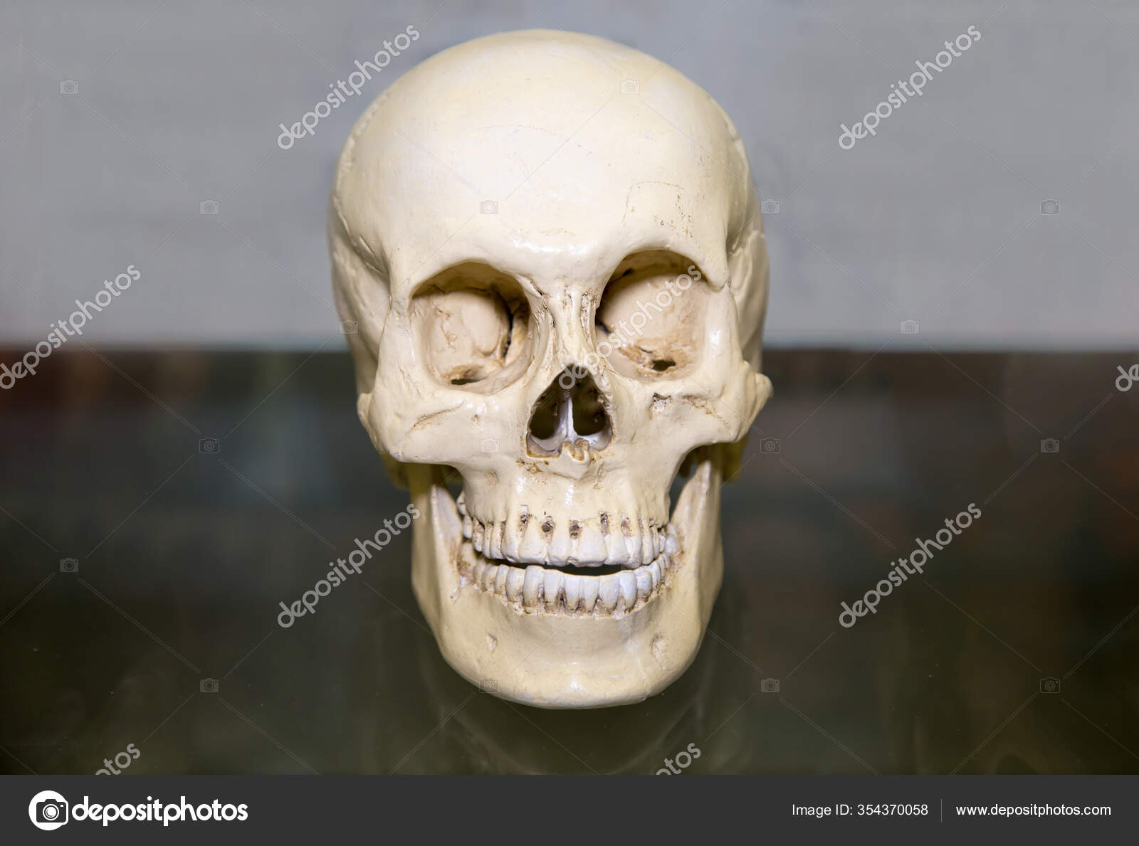 Skull European Homo Sapiens Gray Background Large Eurasian Race Dummy Stock Photo Image By C Victor1153