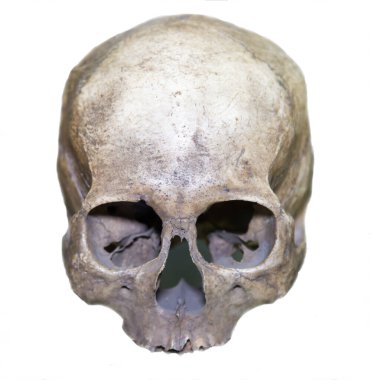 Bir Etiyopyalı 'nın (Homo sapiens) kafatası beyaz arka planda gri renktedir. Kemik bilimi, anatomi, insan bilimi..