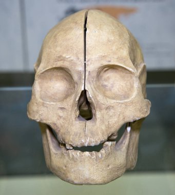 Gri bir arka planda bir Eskimo 'nun (Homo sapiens) kafatası. Büyük bir Asya-Amerikan ırkı, bir kukla. Kemik bilimi, anatomi, insan bilimi..