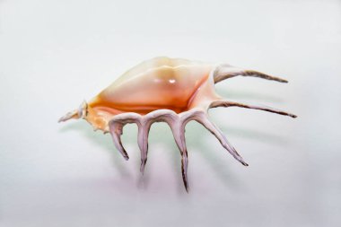 Strombus midye kabuğu (Strombus gigas) mavi üzerine sarı, deniz yaşamı, yumuşakçalar.