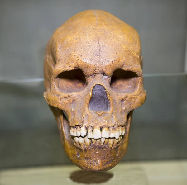 Bir Tazmanya (Homo sapiens) kafatası gri arka planda sarı renktedir, bir kukladır. Kemik bilimi, anatomi, insan bilimi..