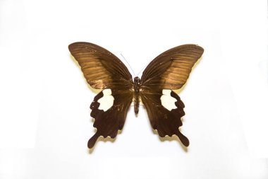 Güzel parlak kelebek Papilio Helenus siyah beyaz lekeli beyaz arka planda. Metin, hayvan ve böcek eklemek için kopyalama alanı olan tasarım fikri.