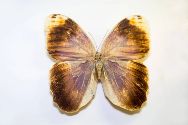 Hermosa Mariposa Grande Brillante Caligo Beltrao Amarillo Con Tinte Lila — Foto de Stock