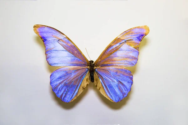 Hermosa Gran Mariposa Brillante Morpho Rhetenor Turquesa Neón Aislado Sobre — Foto de Stock
