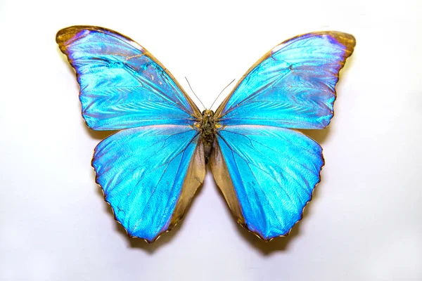Krásný Velký Světlý Motýl Morpho Menelaus Tyrkysovo Neon Izolované Bílém — Stock fotografie