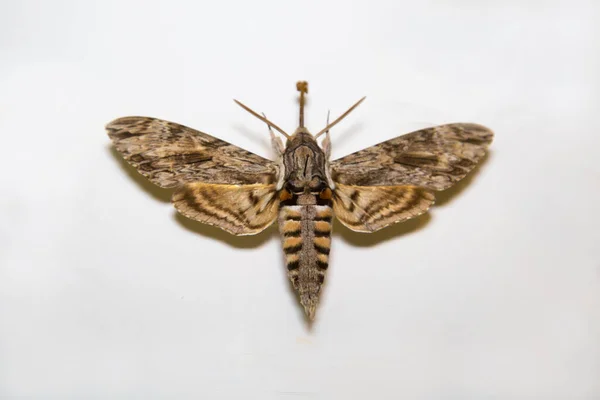 Hermosa Mariposa Brillante Agrius Convolvuli Amarillenta Blanca Como Abeja Aislada — Foto de Stock