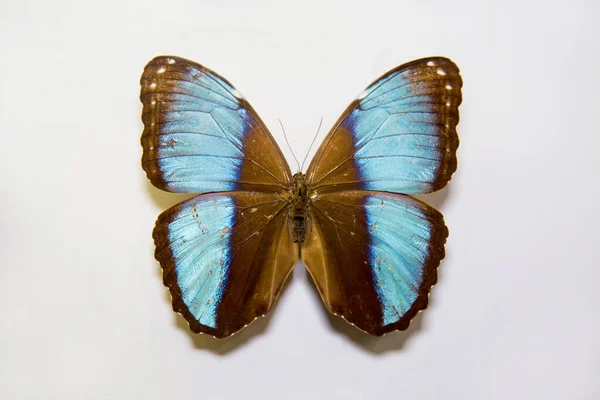 Una Hermosa Mariposa Grande Brillante Morpho Patroclus Marrón Con Una — Foto de Stock