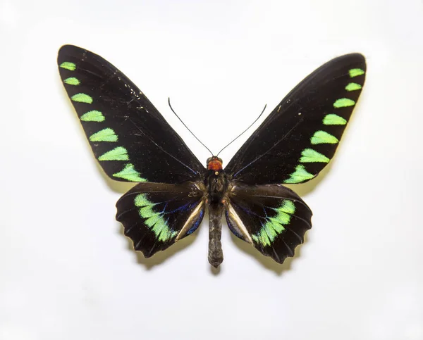 Beautiful Bright Butterfly Trogonoptera Trojan Black Green Rays Isolated White — Stock Photo, Image