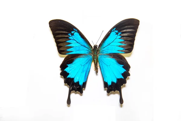 Beautiful Bright Butterfly Papilio Ulysses Black Turquoise Pearl Rays Isolated — Stock Photo, Image