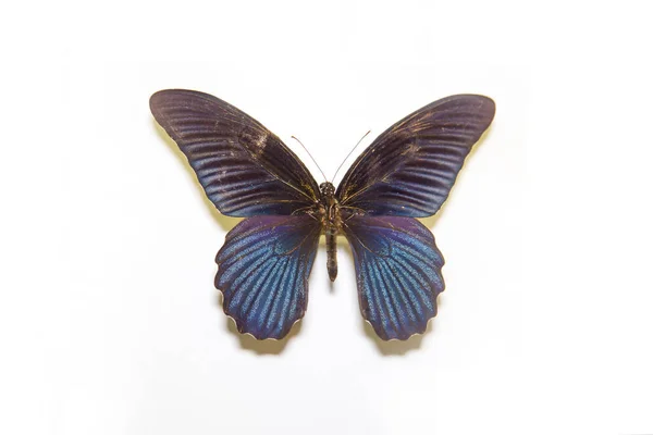 Hermosa Mariposa Brillante Papilio Memnon Negro Con Rayos Lila Aislados — Foto de Stock