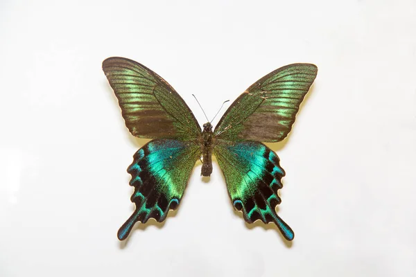 Hermosa Mariposa Brillante Papilio Maackii Negro Con Madre Color Verde — Foto de Stock