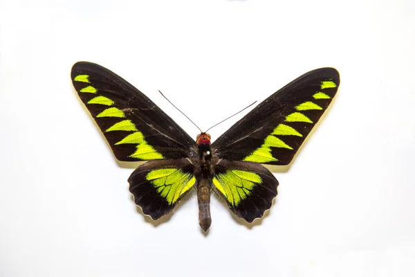 Beautiful Bright Butterfly Trogonoptera Brookiana Black Green Rays Isolated White — Stock Photo, Image