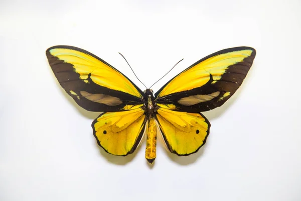 Hermosa Mariposa Brillante Ornithoptera Croesus Gris Negro Amarillo Con Negro — Foto de Stock