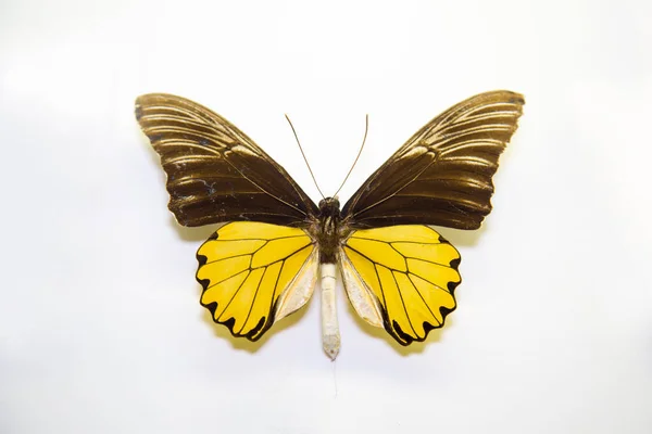 Beautiful Bright Butterfly Troides Amphrysus Brown Yellow Isolated White Background — Stock Photo, Image