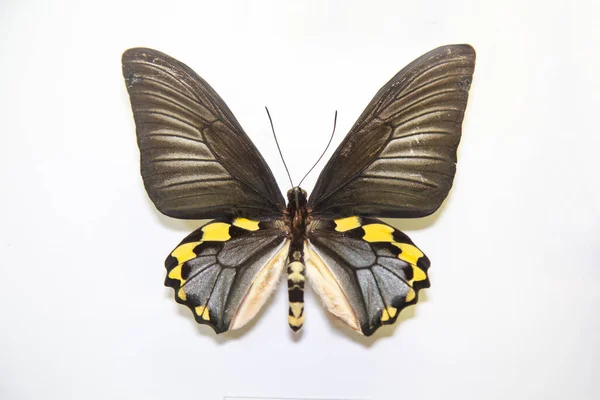 Hermosa Mariposa Brillante Troides Hypolitus Gris Blanco Con Cinturón Amarillo — Foto de Stock