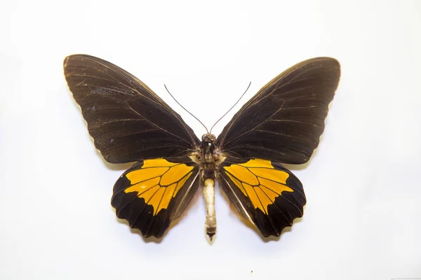 Piękny Jasny Motyl Troides Oblongopunctatus Brązowo Żółty Izolowane Białym Tle — Zdjęcie stockowe