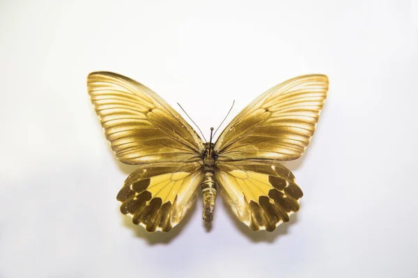 Hermosa Mariposa Brillante Troides Helena Amarillo Blanco Aislado Sobre Fondo — Foto de Stock
