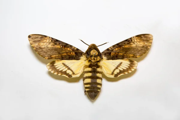 Beau Papillon Lumineux Acherontia Atropos Avec Des Rayures Brunes Semblables — Photo