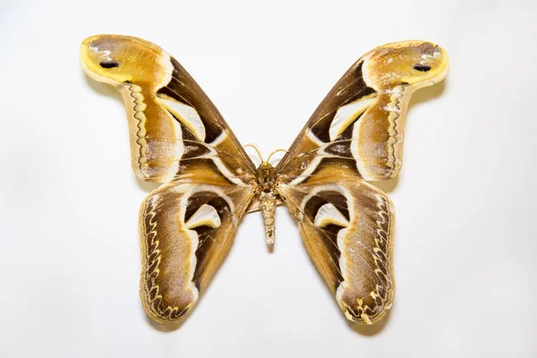 Hermosa Gran Mariposa Brillante Attacus Edwardsii Amarillo Con Patrón Tigre — Foto de Stock